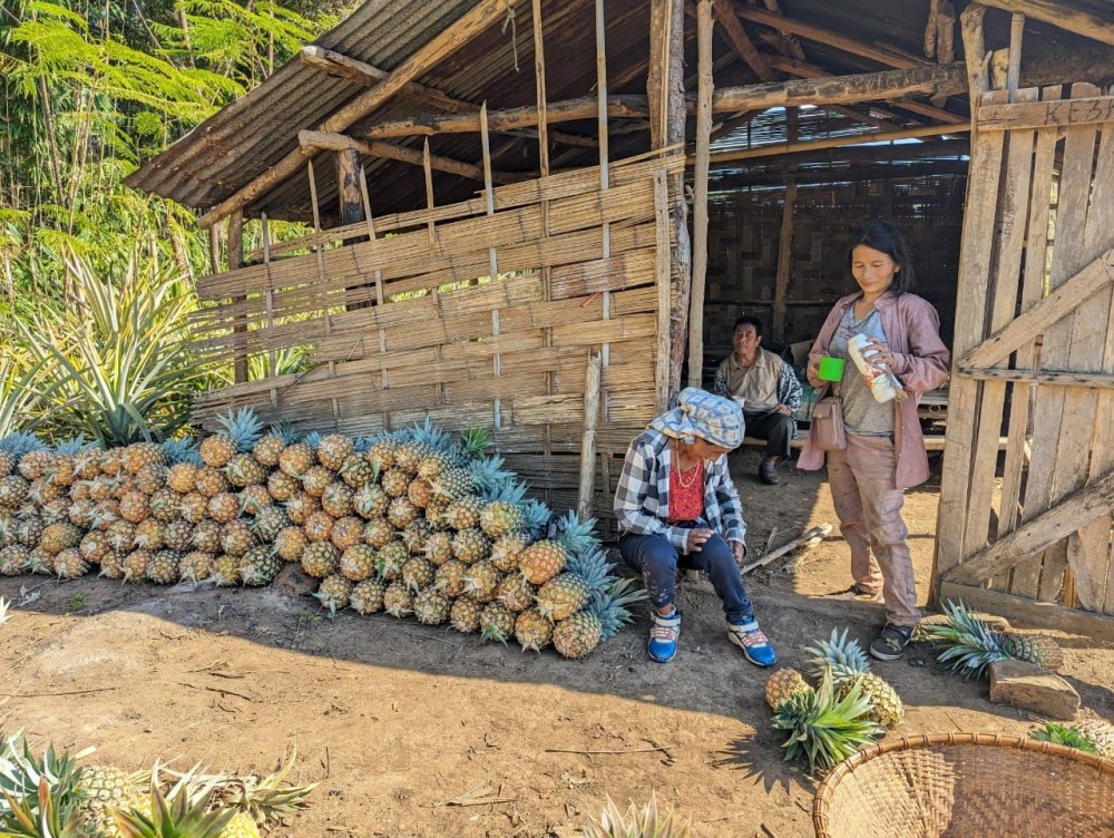 A woman readies harvested pineapples to be transported to the market at a pineapple farm in the outskirts of Rüzaphema village under Medziphema sub- division in Chümoukedima district. The Naga pineapple, majorly cultivated in Medziphema area is considered to be among the best in the world because of its sweetness and less fiber. Pineapple cultivation is also a major source of livelihood and income for many in the sub-division. (Morung Photo)